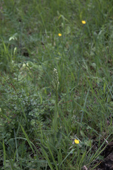 Himantoglossum hircinum