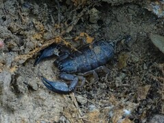 Hormurus