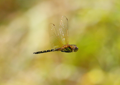 Hydrobasileus brevistylus