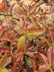 Ficus ingens