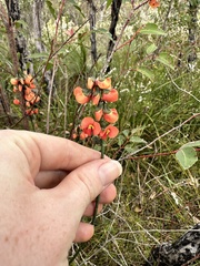 Sphaerolobium grandiflorum