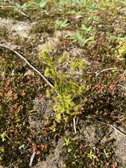 Drosera hookeri