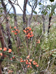 Sphaerolobium grandiflorum
