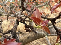 Ficus ingens
