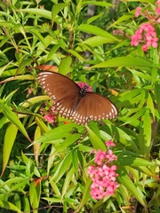Papilio clytia