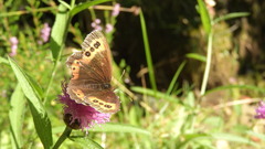 Erebia ligea