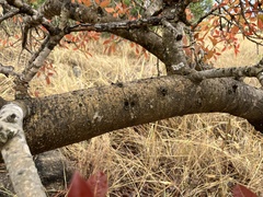 Ficus ingens