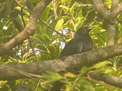 Eudynamys scolopaceus