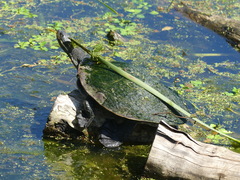 Emydura macquarii