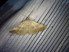 Blasticorhinus unduligera