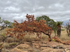 Ficus ingens