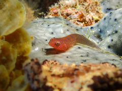 Cochleoceps bicolor