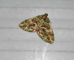 Austrocidaria similata