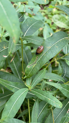 Succinea putris