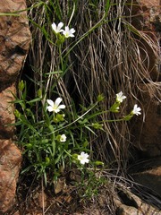 Cerastium utriense