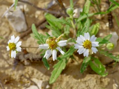 Melampodium cinereum