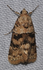 Bryophila microglossa