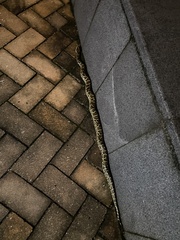 Python bivittatus
