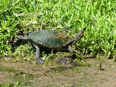 Emydura macquarii