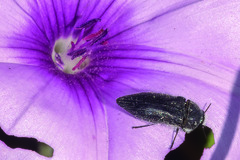 Acmaeodera cylindrica