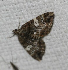 Chrysolarentia phaedra