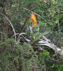 Aloe africana