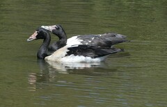 Anseranas semipalmata
