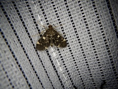 Piletocera sodalis