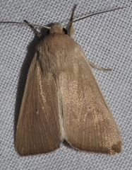 Mythimna sicula