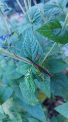 Orchelimum pulchellum