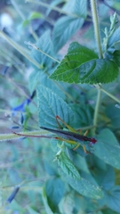 Orchelimum pulchellum