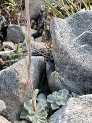 Antennaria densifolia