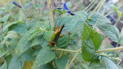 Orchelimum pulchellum