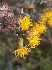 Galatella villosa