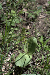 Neottia ovata