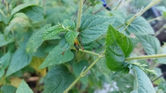 Orchelimum pulchellum