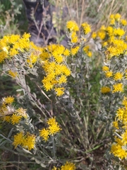 Galatella villosa