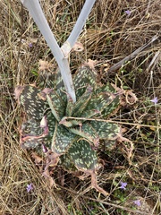 Aloe vanrooyenii