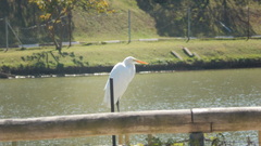 Ardea alba