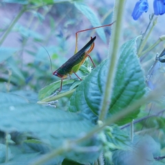 Orchelimum pulchellum