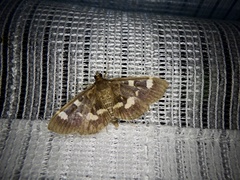 Herpetogramma luctuosalis