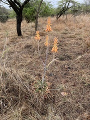 Aloe vanrooyenii
