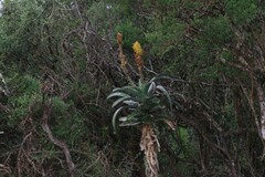 Aloe africana