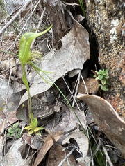 Pterostylis turfosa