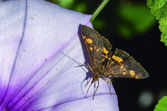 Pyrausta aurata