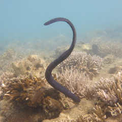 Emydocephalus annulatus