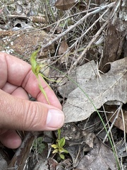 Pterostylis turfosa