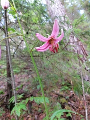 Lilium martagon pilosiusculum