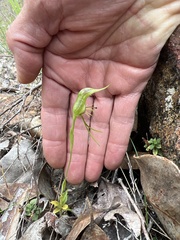 Pterostylis turfosa