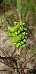 Melaleuca pachyphylla